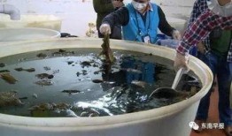 牛杂工厂爆料视频,揭秘制作过程与卫生状况